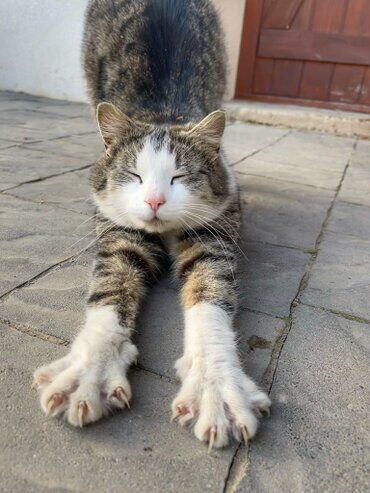 gazdovsky dvor u kartacov