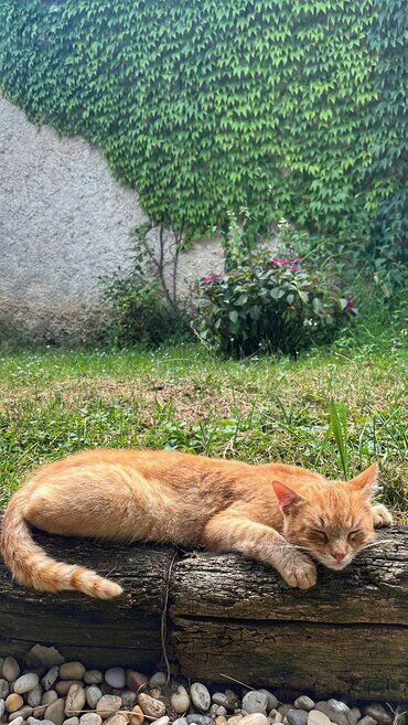 gazdovsky dvor u kartacov