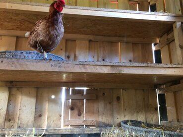 gazdovsky dvor u kartacov