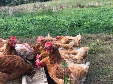 gazdovsky dvor u kartacov