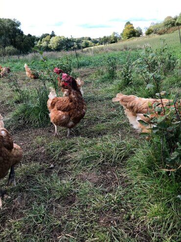 gazdovsky dvor u kartacov