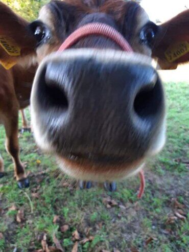 gazdovsky dvor u kartacov