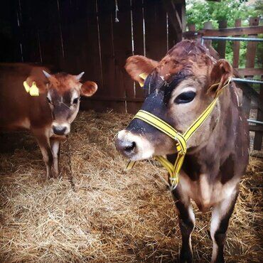 gazdovsky dvor u kartacov