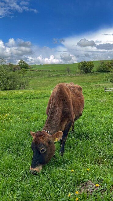 gazdovsky dvor u kartacov