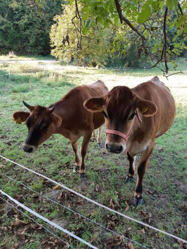 gazdovsky dvor u kartacov