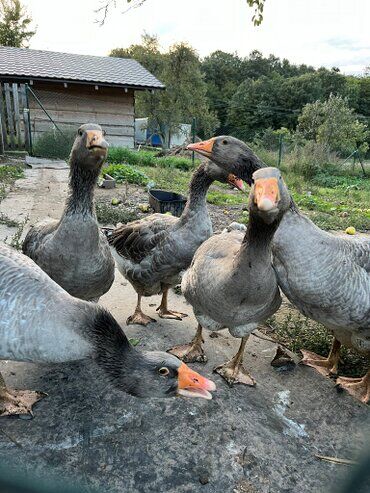 gazdovsky dvor u kartacov