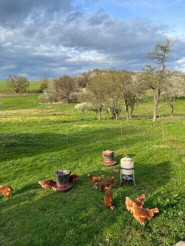 gazdovsky dvor u kartacov