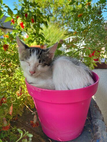 gazdovsky dvor u kartacov