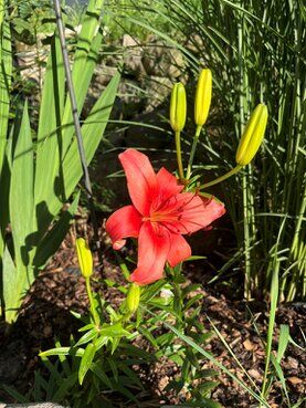 gazdovsky dvor u kartacov