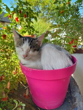 gazdovsky dvor u kartacov