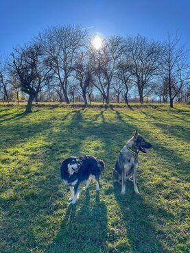 gazdovsky dvor u kartacov
